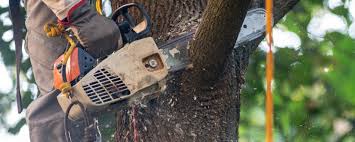 Best Tree Health Inspection  in Swannanoa, NC