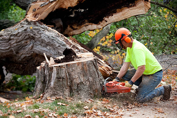 Best Seasonal Cleanup (Spring/Fall)  in Swannanoa, NC