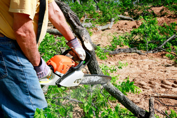 Trusted Swannanoa, NC Tree Removal Experts